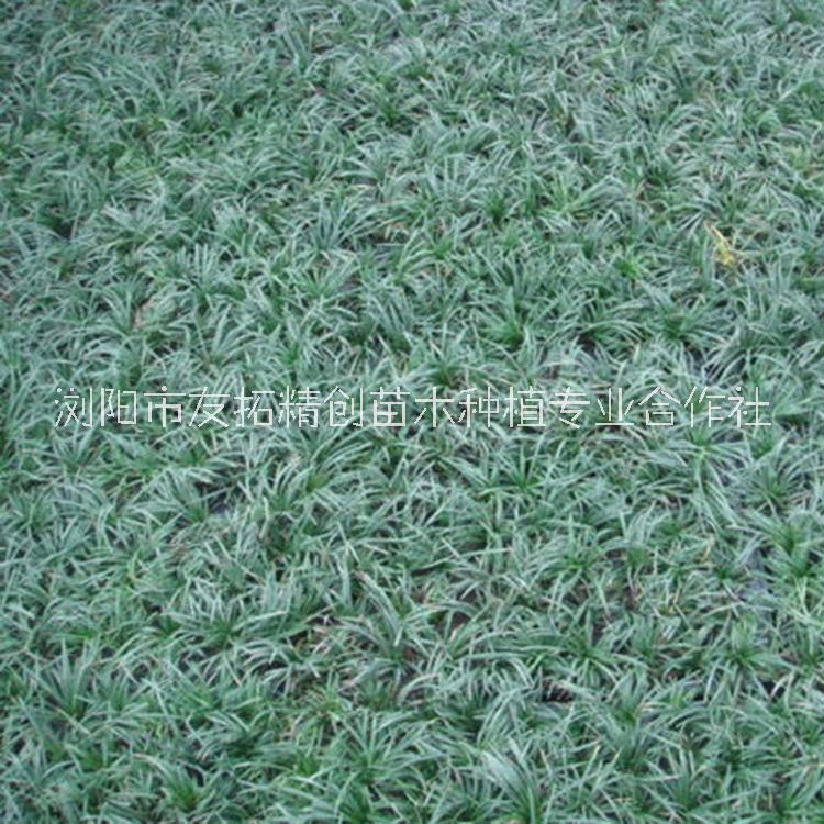 四川玉龍草批發(fā)_玉龍草種植基地_玉龍草供應商