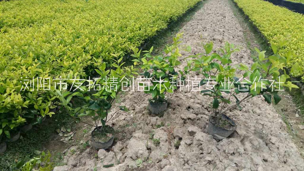 歡迎光臨-江西金森女貞杯苗基地直銷 金森女貞杯苗價(jià)格-瀏陽(yáng)市友拓精創(chuàng)苗木種植專業(yè)合作社