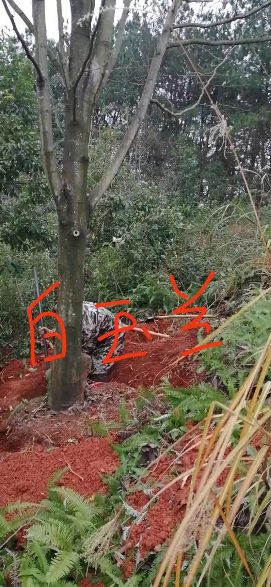 白玉蘭多少錢  江西白玉蘭價(jià)格