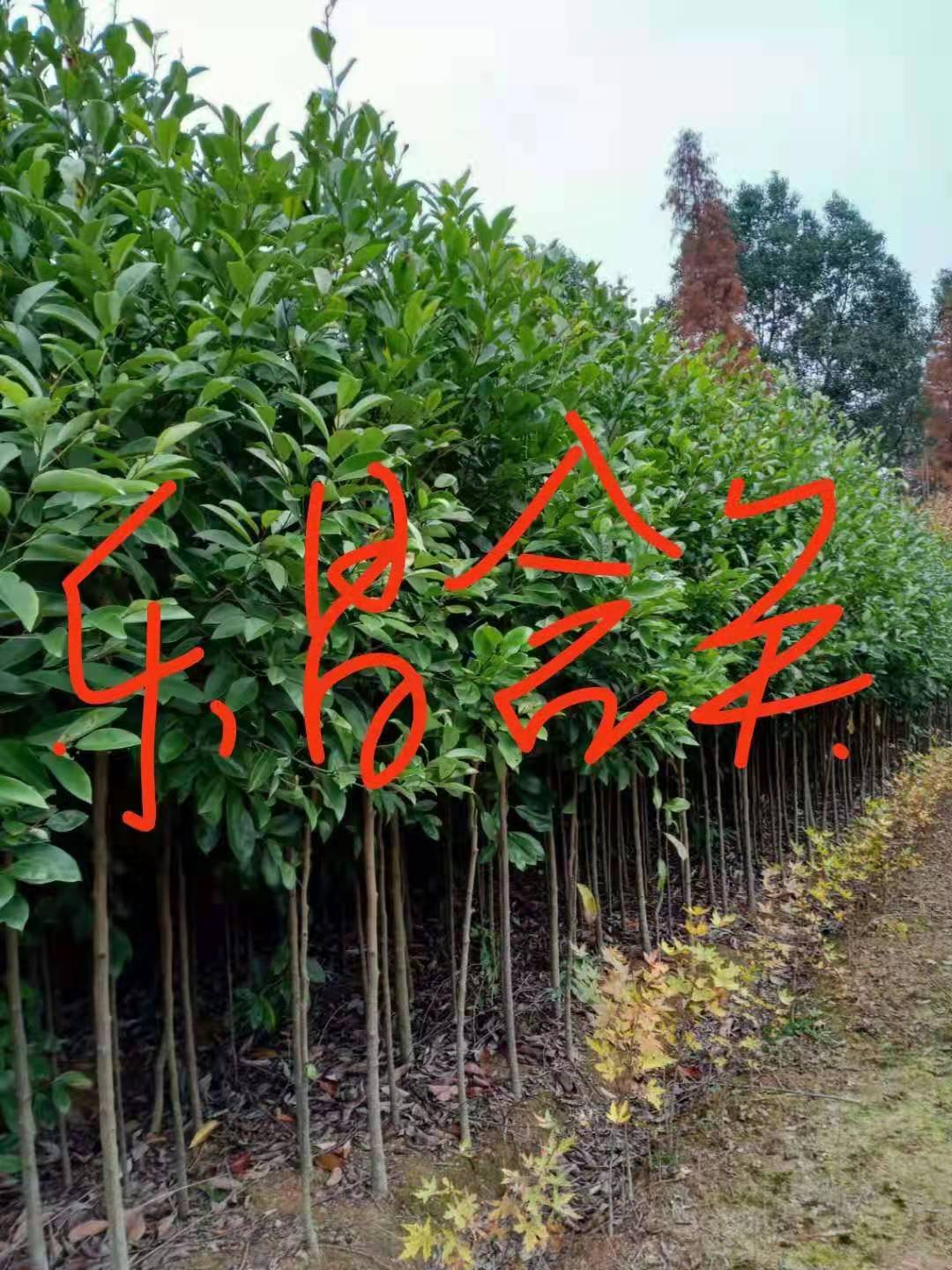 樂昌含笑哪里好  樂昌含笑多少錢