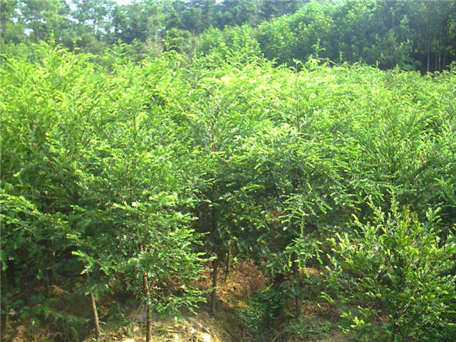 江西羅漢松價(jià)格  羅漢松廠家