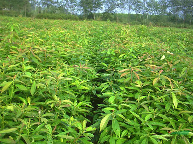 樂昌含笑哪里好  樂昌含笑多少錢