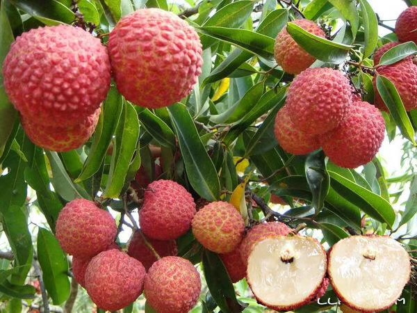 廣東出售荔枝苗種植基地價格- 出售荔枝苗現(xiàn)貨報價【陽興苗木】