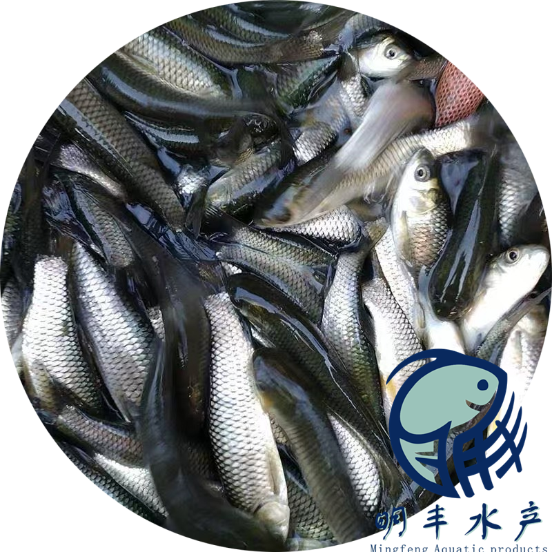 大規(guī)格草魚苗出售 帆布池塘淡水養(yǎng)殖 塘頭價直發(fā)【廣州明豐水產(chǎn)有限公司】