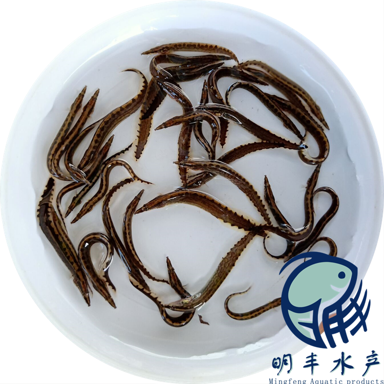 刺鰍魚養(yǎng)殖場-產(chǎn)活成效高活力好-飼料搭配喂養(yǎng)【廣州明豐水產(chǎn)有限公司】