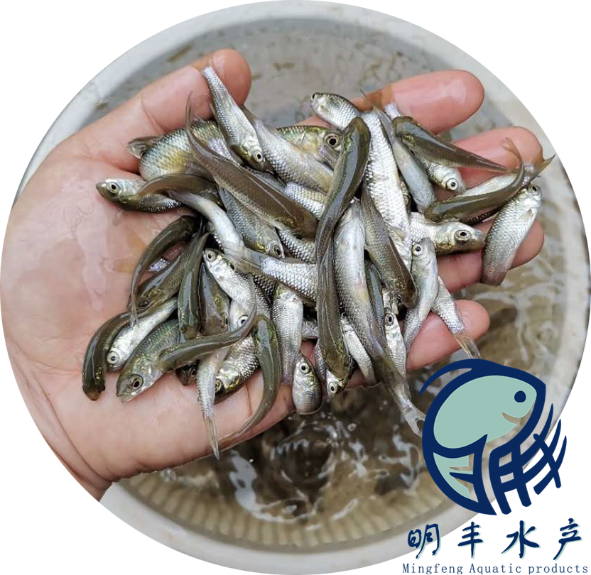 大規(guī)格草魚苗出售 帆布池塘淡水養(yǎng)殖 塘頭價直發(fā)【廣州明豐水產(chǎn)有限公司】