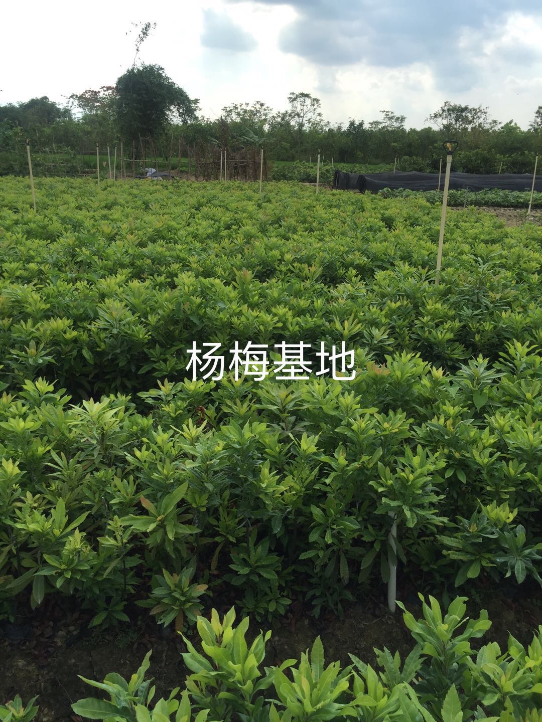 云南東魁楊梅苗批發(fā) 東魁楊梅苗