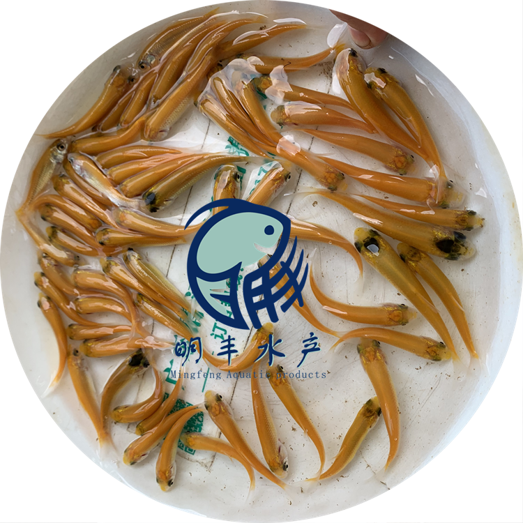 2021金草皖魚苗活體發(fā)貨-網(wǎng)箱養(yǎng)殖技術(shù)工廠貨批發(fā)-冷水魚類【廣州明豐水產(chǎn)有限公司】