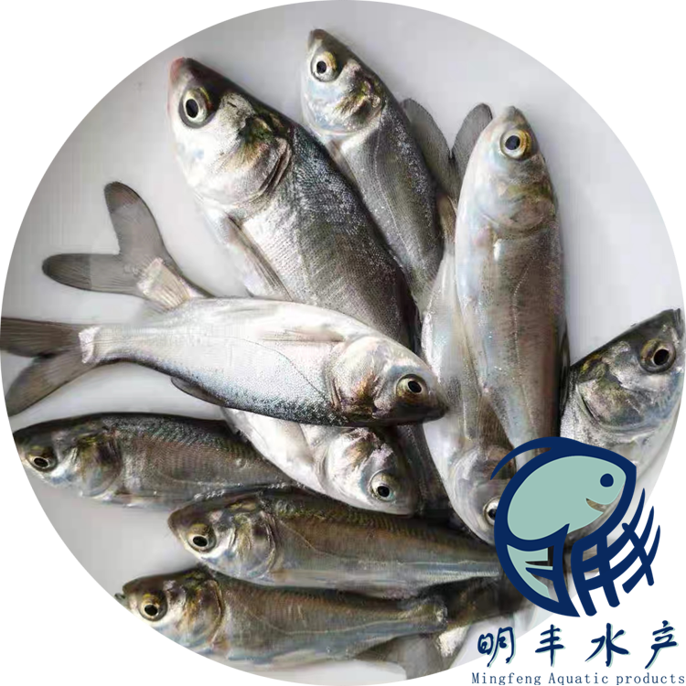 高州花白鰱魚苗品質可靠-綠色生態(tài)養(yǎng)殖場供應-水車直達魚塘【廣州明豐水產(chǎn)有限公司】