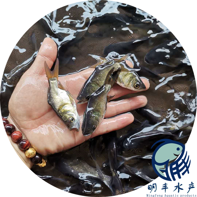 *品種縮骨大頭魚苗 病害如何防治 苗場直發(fā)【廣州明豐水產(chǎn)有限公司】