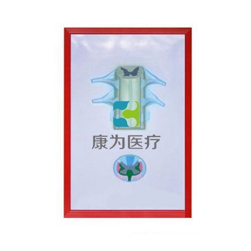 脊髓解剖浮雕模型