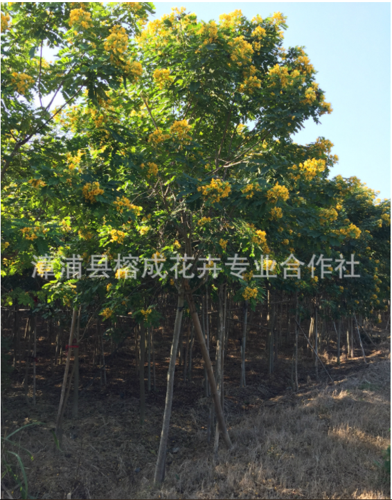 廣東黃花槐苗基地  叢生黃花槐批發(fā)