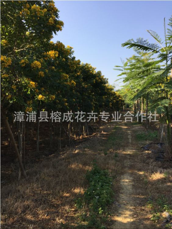 廣東黃花槐苗基地  叢生黃花槐批發(fā)