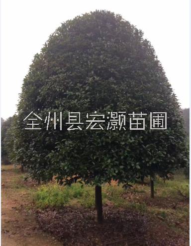 廣西，成都桂花樹批發(fā)