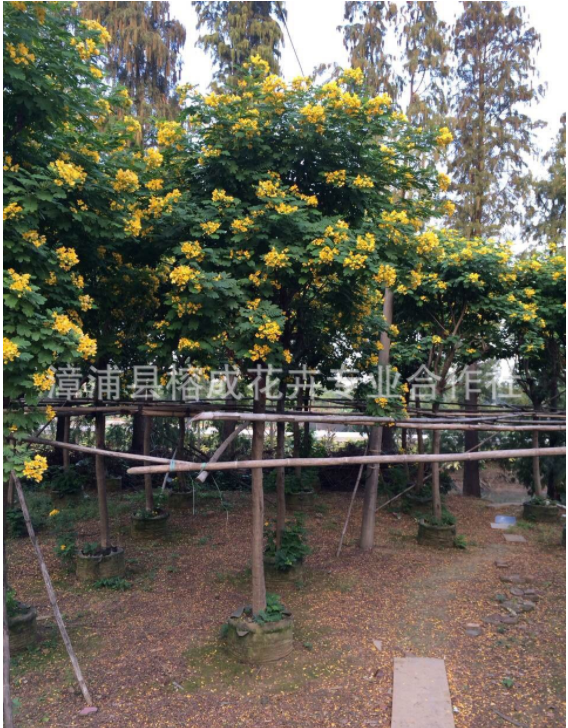 廣東黃花槐樹苗基地 自家種植直銷樹苗 叢生黃花槐批發(fā)