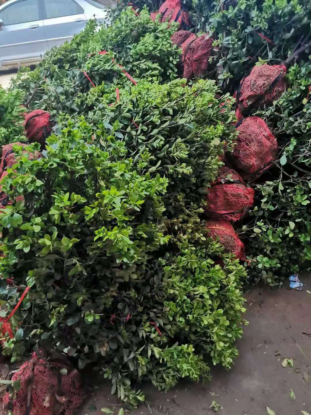 山東供應@80冬青球@青藤苗木經(jīng)