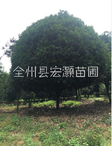 桂林桂花樹基地直銷