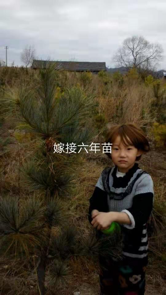 吉林紅松嫁接苗價(jià)格 吉林紅松嫁接苗哪家好 吉林紅松嫁接苗基地