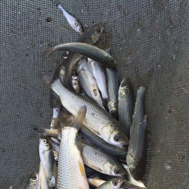 草魚(yú)養(yǎng)殖 農(nóng)村水庫(kù)養(yǎng)殖好商機(jī) 廠家批發(fā)草魚(yú)苗