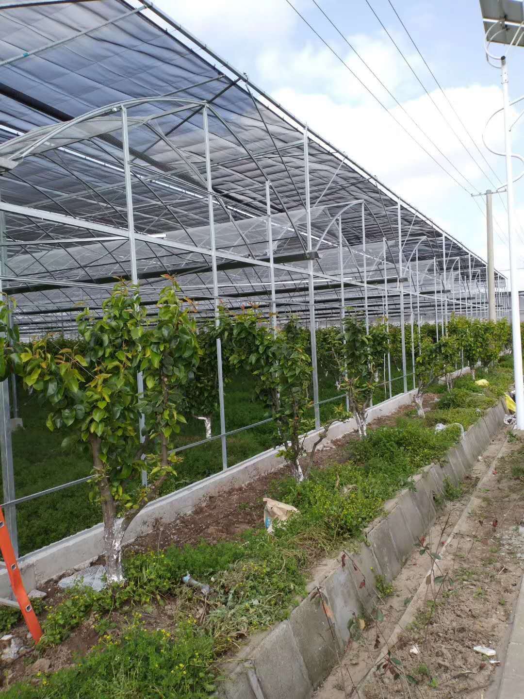 溫室大棚 薄膜連棟溫室大棚 溫室大棚 薄膜連棟溫室大棚