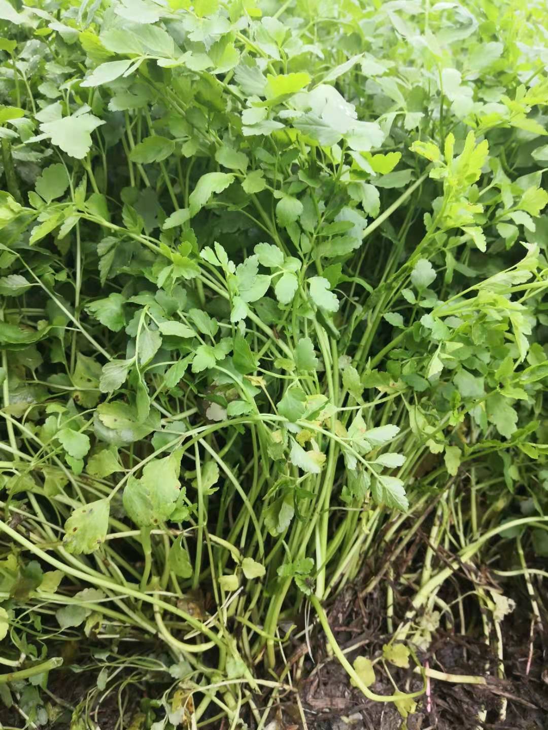 野水芹菜-批發(fā)-供應商-哪家好-電話 野水芹菜 佛山野水芹菜