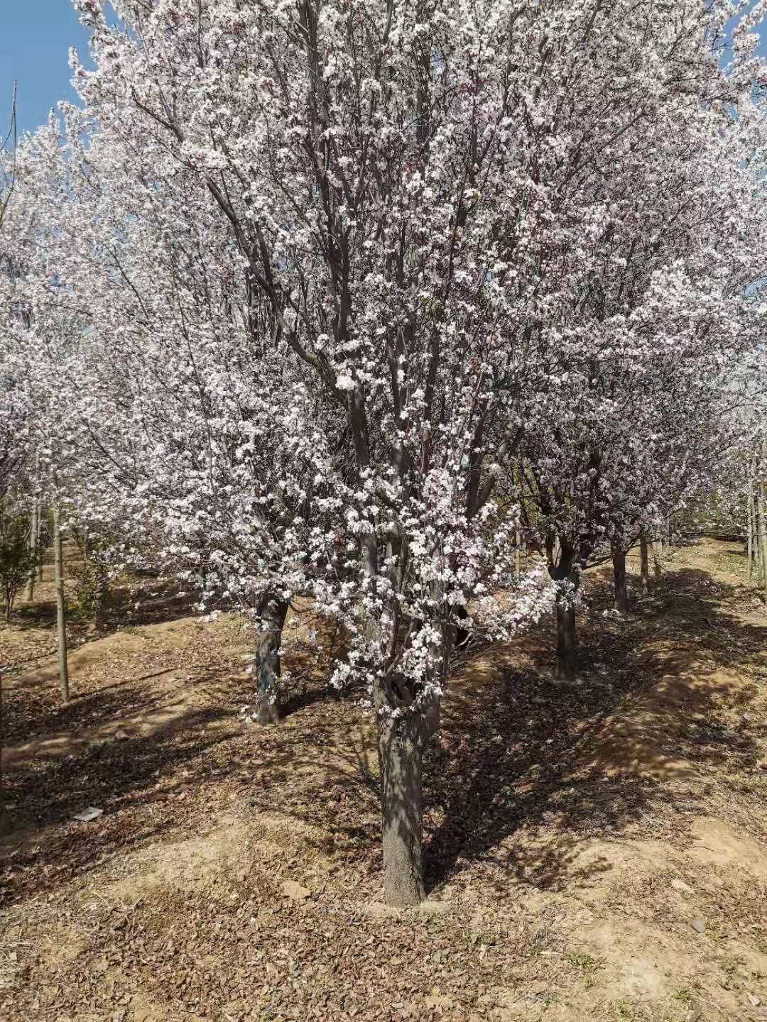 山東泰安供應@2-20公分紫葉李