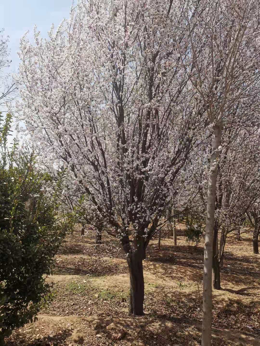 山東泰安供應@2-20公分紫葉李