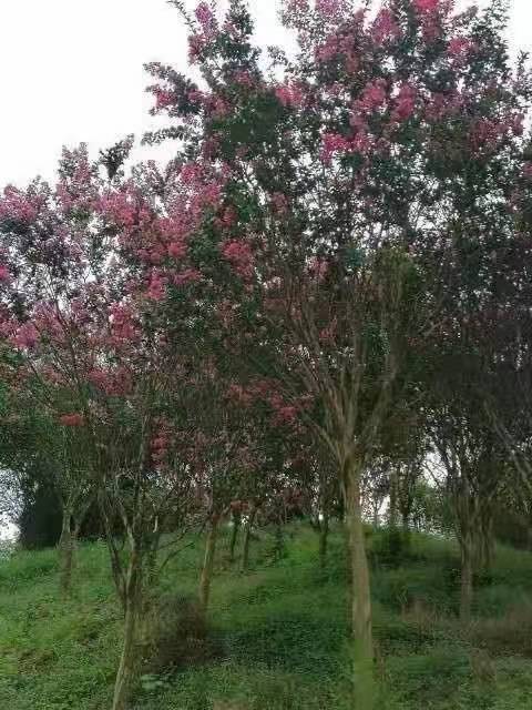 廣西小葉紫微種植基地報價多少錢、小葉紫微批發(fā)價格【柳州綠寶園林綠化工程】