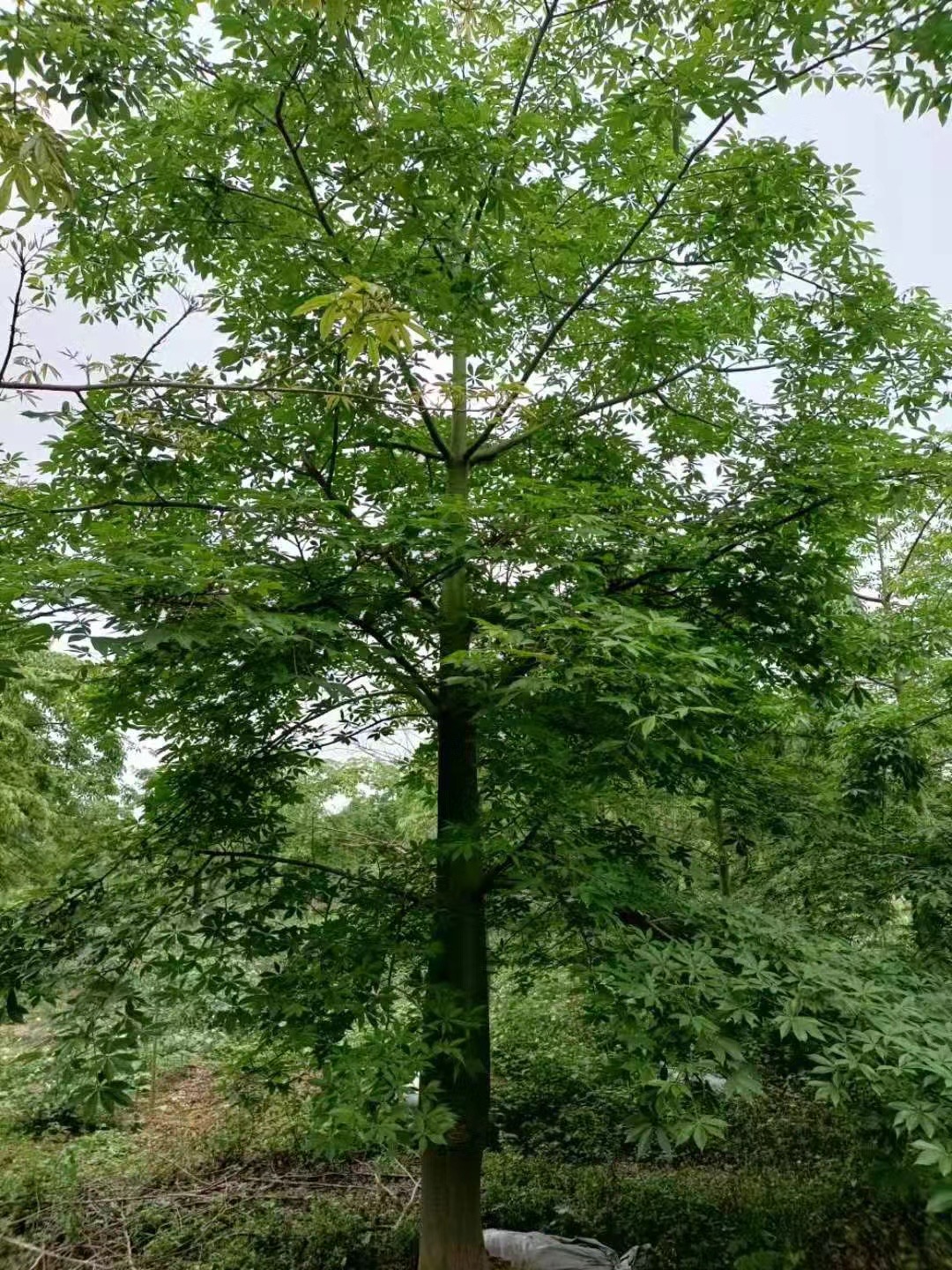 廣西大腹木棉苗種植基地現(xiàn)貨報價多少錢、大腹木棉苗批發(fā)價格【柳州綠寶園林綠化工程】