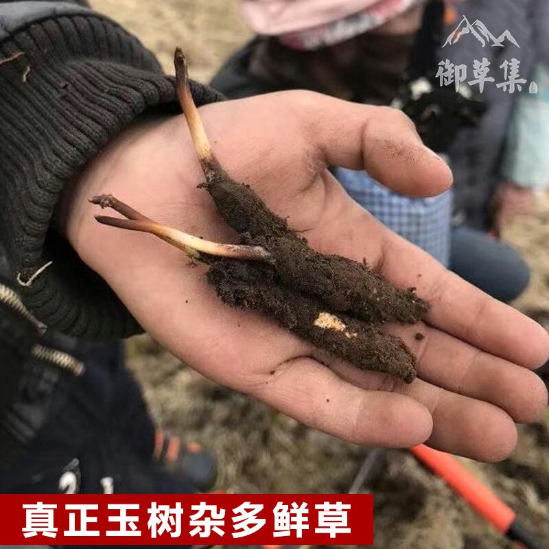 御草集——超二級冬蟲夏草