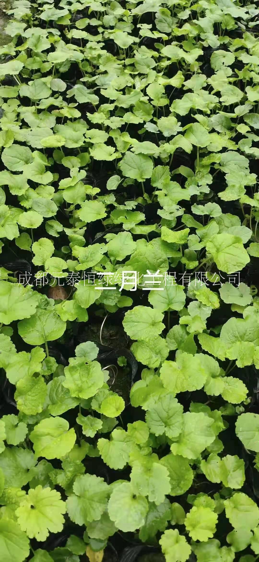 供應(yīng)四川成都二月蘭水生植物、地被苗木批發(fā)價(jià)格表