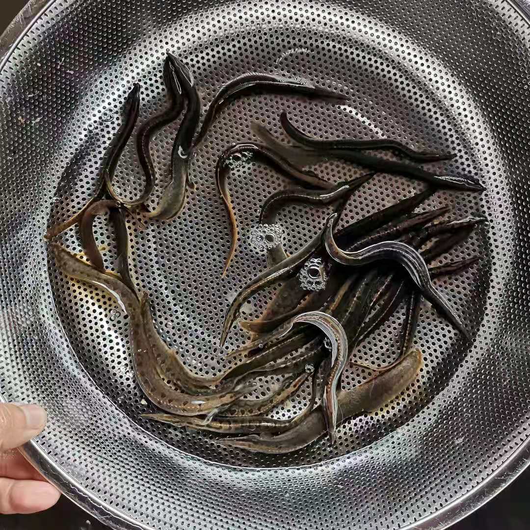 廣西桂林刀鰍苗價格多少錢哪優(yōu)惠便宜哪家好【廣西華新魚場】