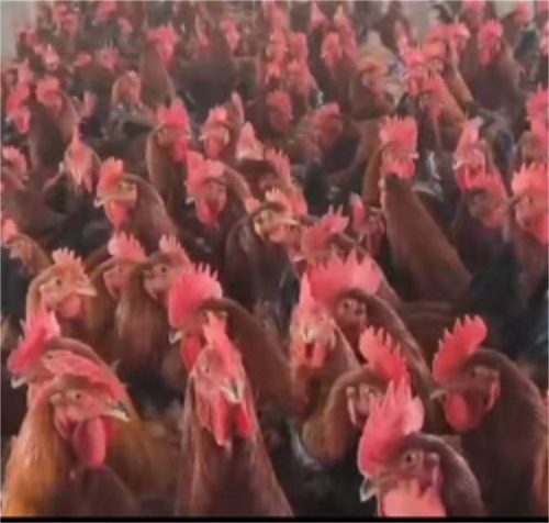 長(zhǎng)春紅玉公雞苗質(zhì)量好效益好易飼養(yǎng)價(jià)格合理