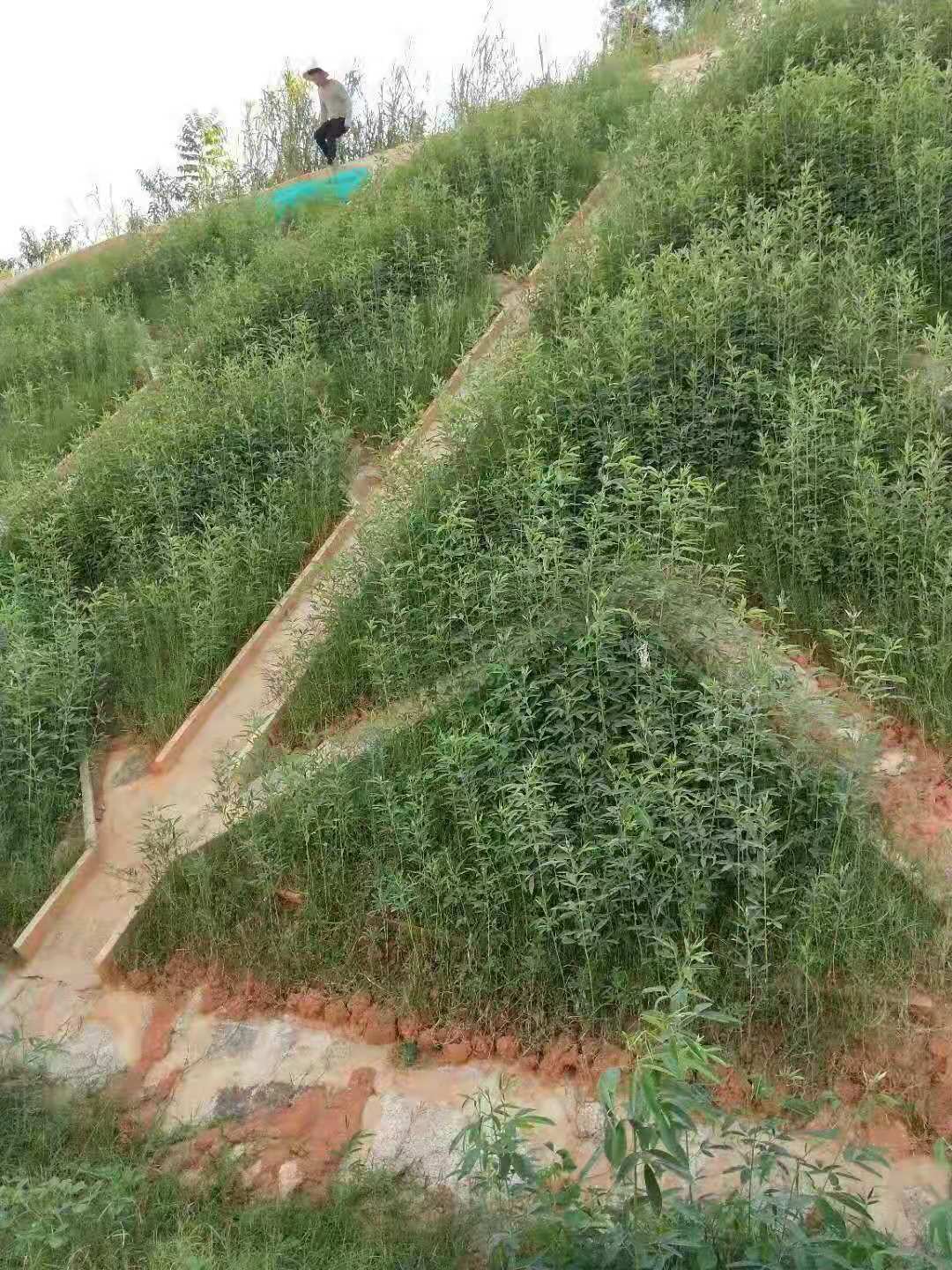 精選百喜草種子價(jià)格  百喜草種子供應(yīng)商  百喜草批發(fā)價(jià)