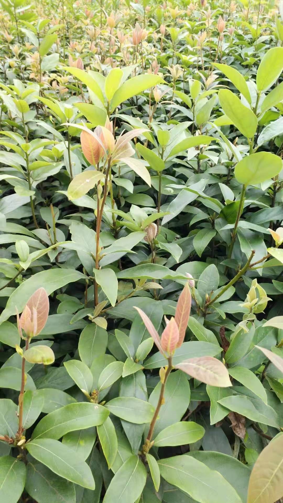 *茶苗價格  *茶苗基地批發(fā) 四川*茶種苗價格