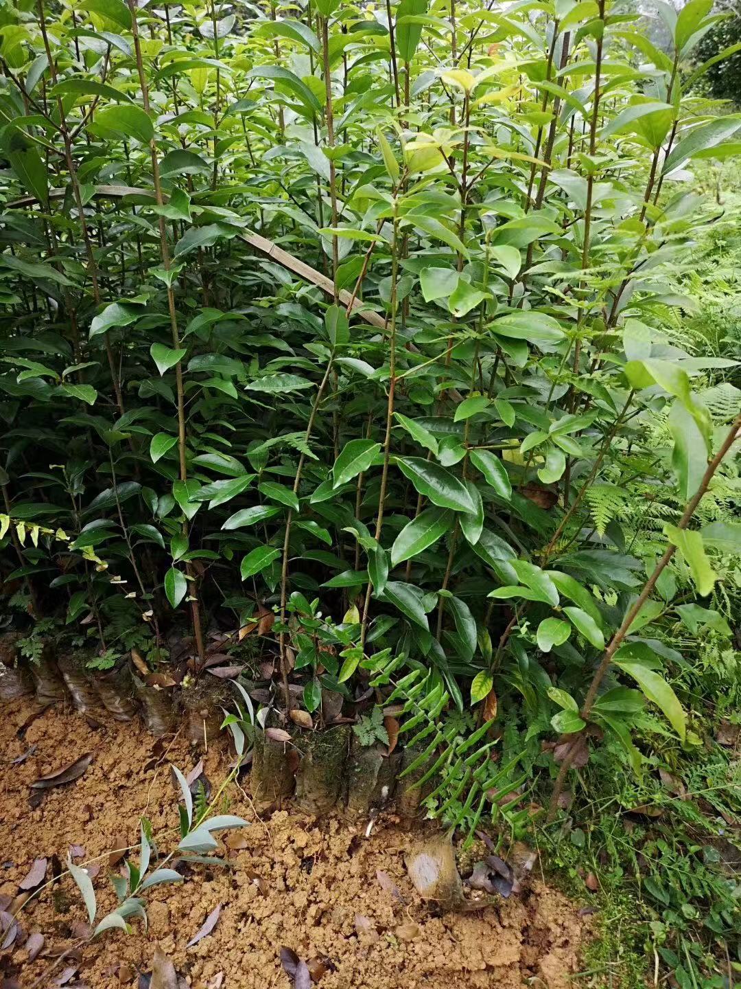 *茶苗價格  *茶苗基地批發(fā) 四川*茶種苗價格