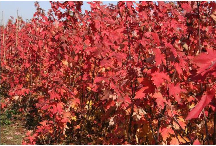 紅楓濰坊直營現場看樹 紅楓-濰坊直營現場看樹 紅楓-濰坊現場看樹