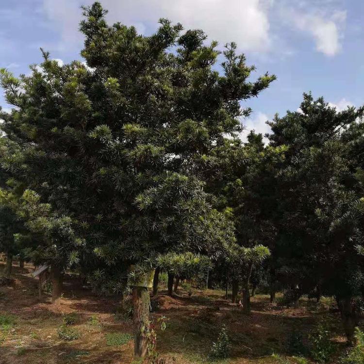 2到4公分羅漢松報價  2到4公分羅漢松哪里好