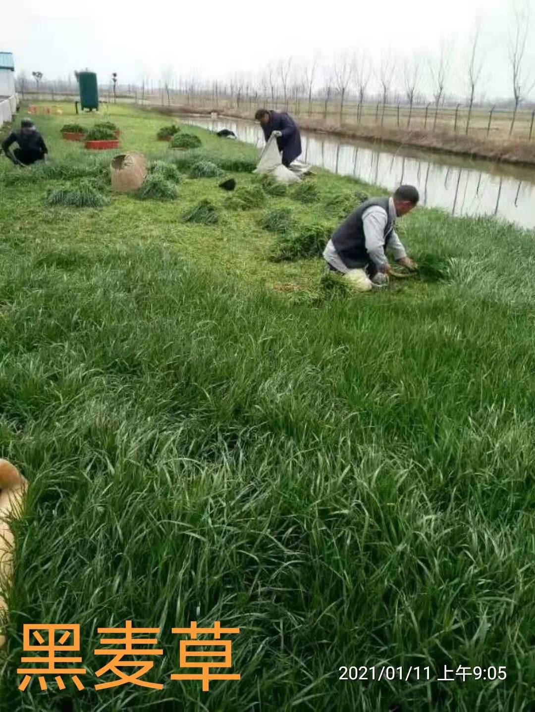 牧草種子價(jià)格 園林綠化草種子 牧草種子園林綠化草種子批發(fā)