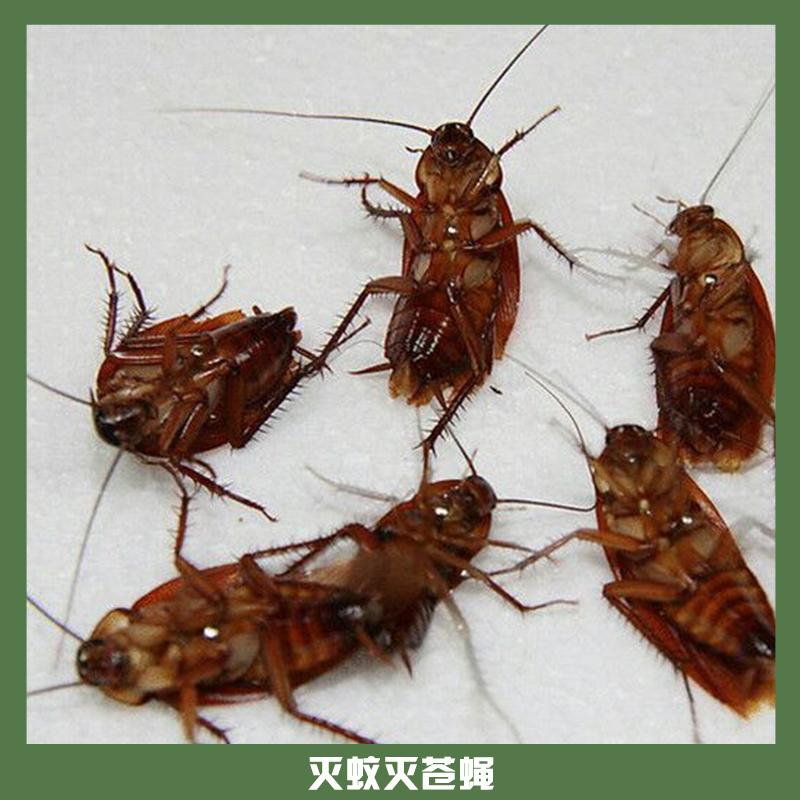 無錫白蟻防治公司-廠家-咨詢電話