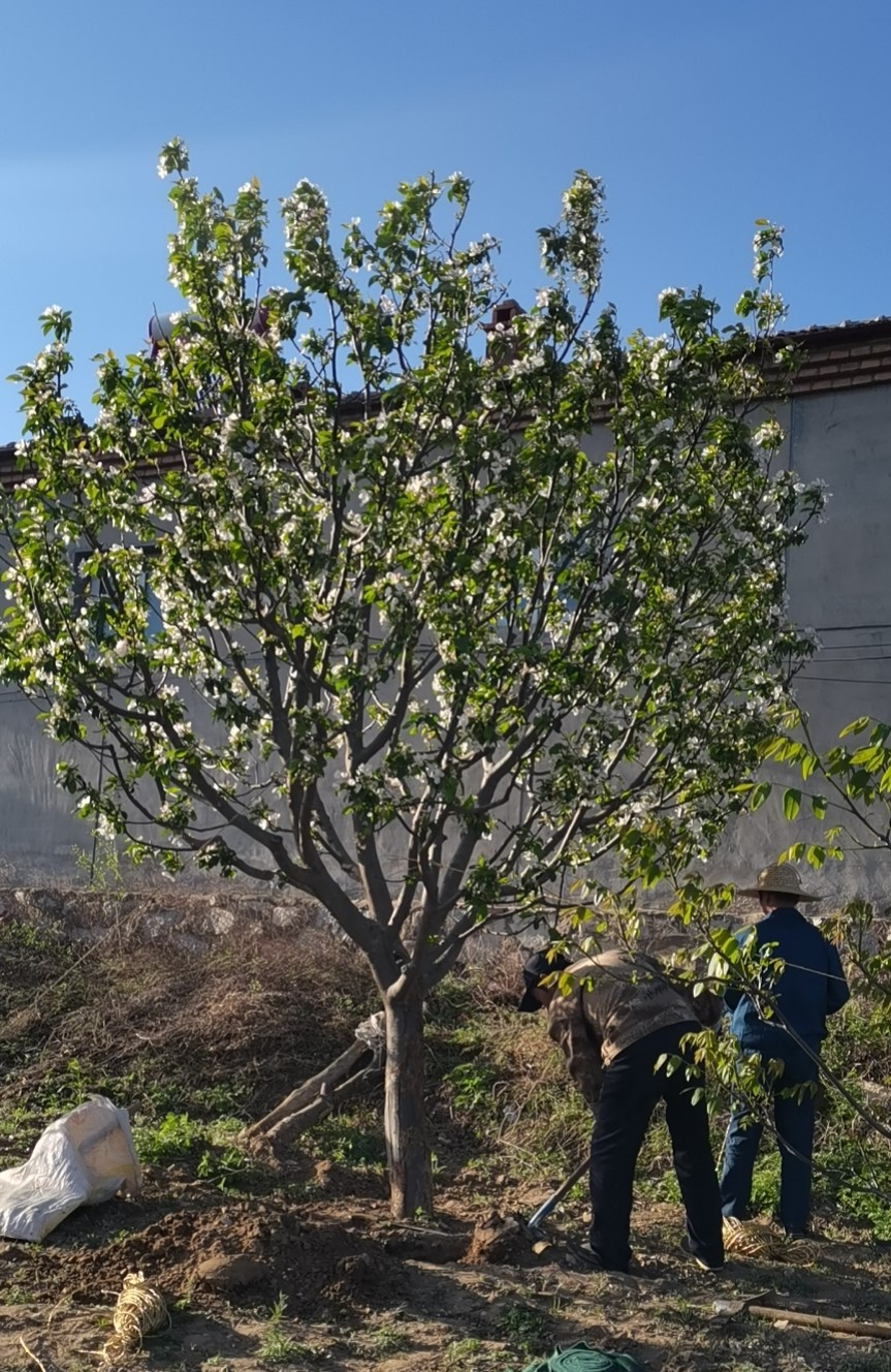 八棱海棠 18公分八棱海棠