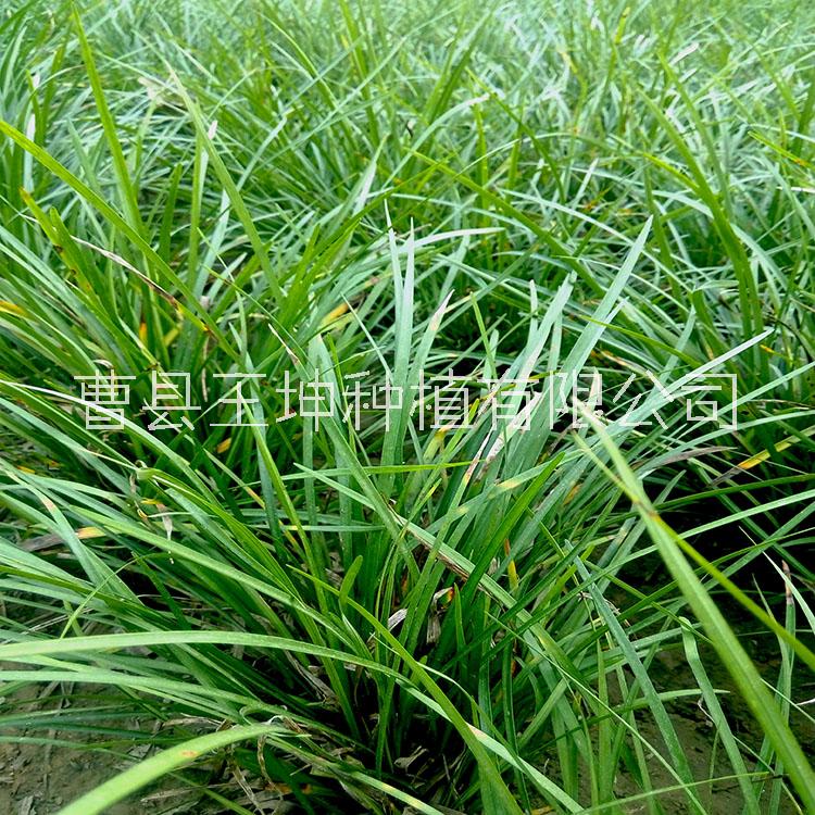 麥冬草坪基地發(fā)貨 支持整車零售批發(fā)   麥冬苗