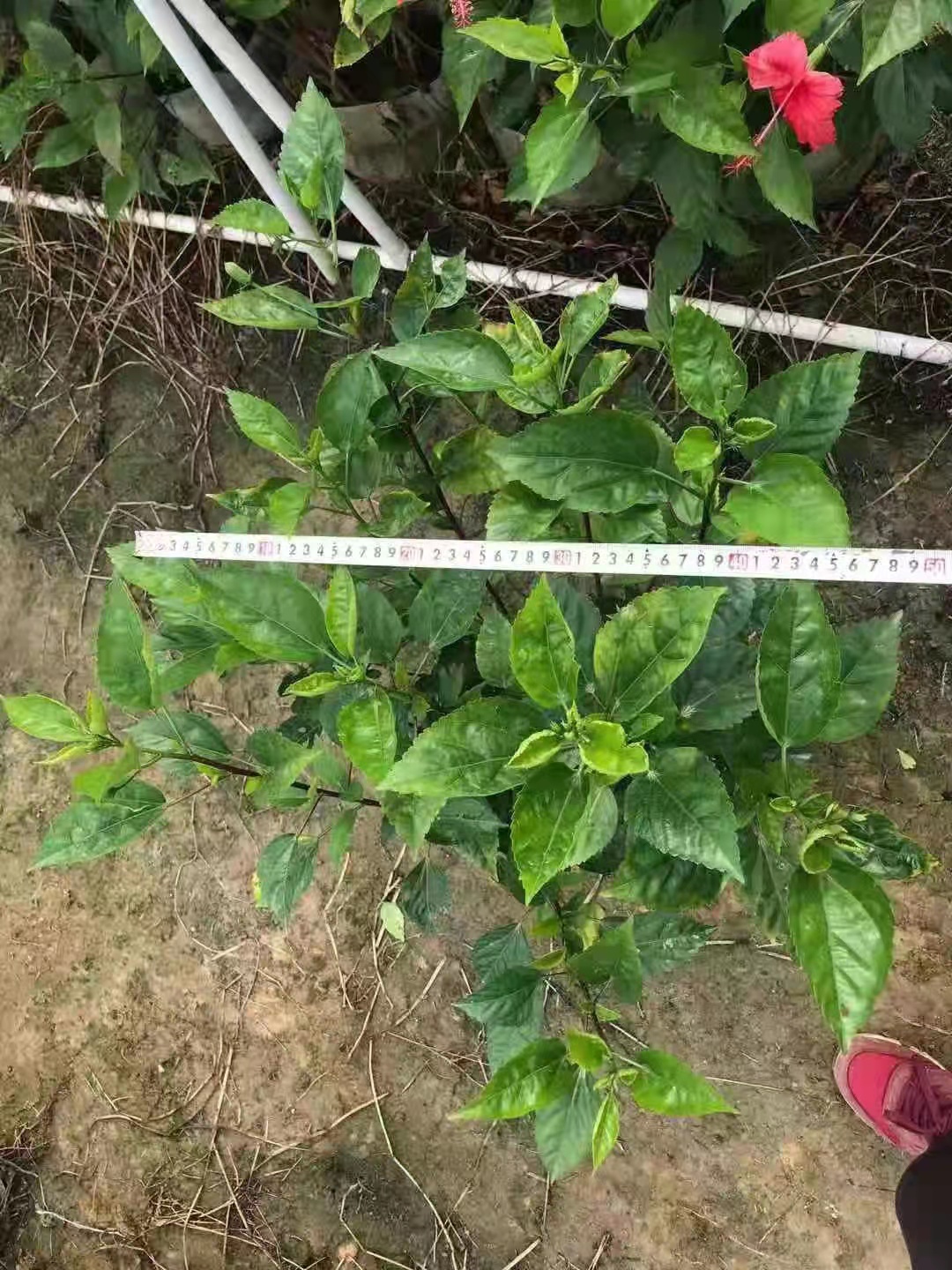 廣東大紅花供應(yīng)*高70到1.2米，冠50以上