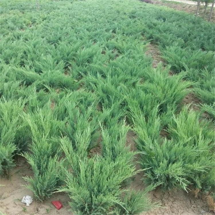 保定沙地柏苗圃批發(fā)-基地-哪家好