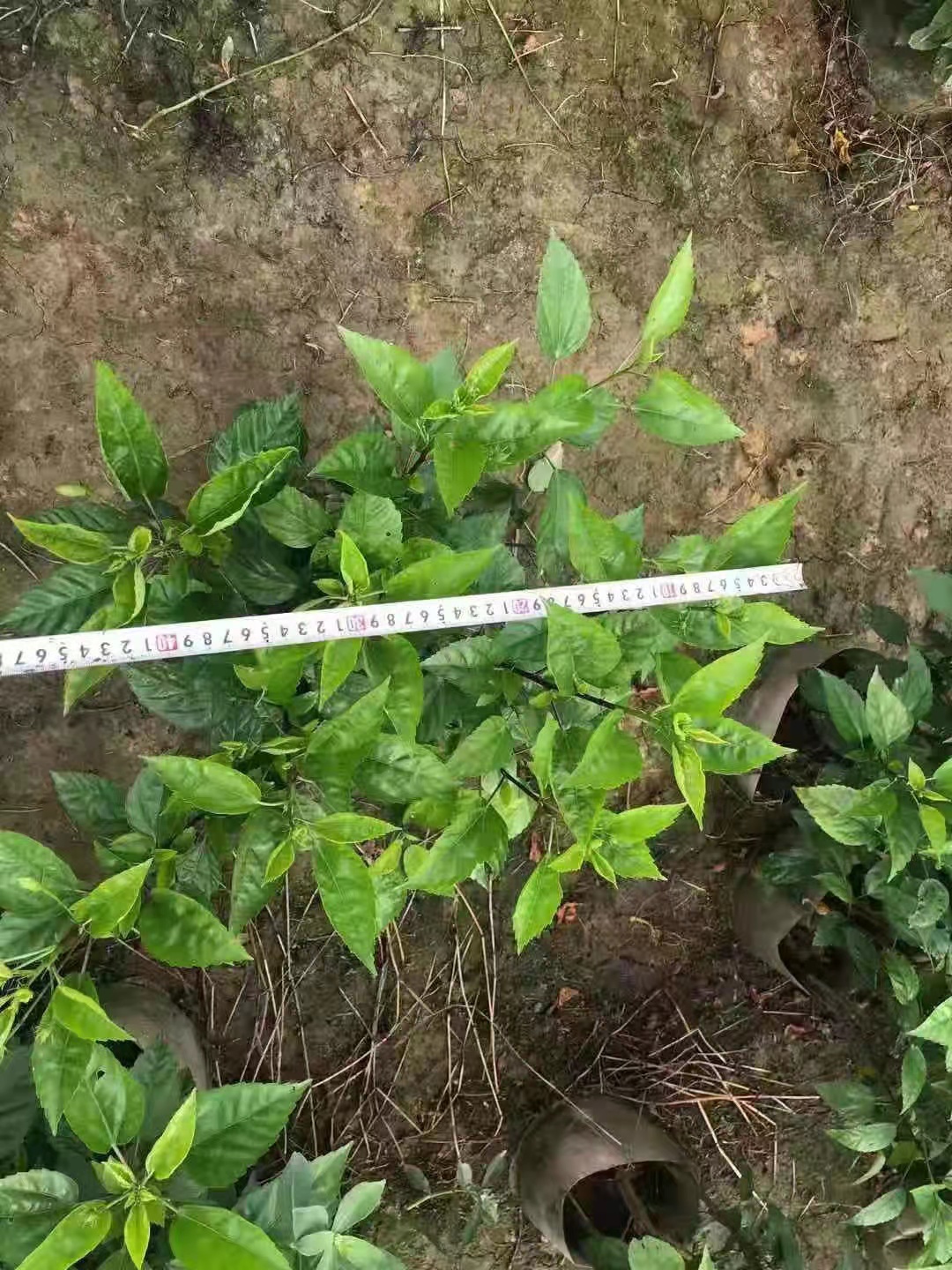 廣東大紅花供應(yīng)*高70到1.2米，冠50以上