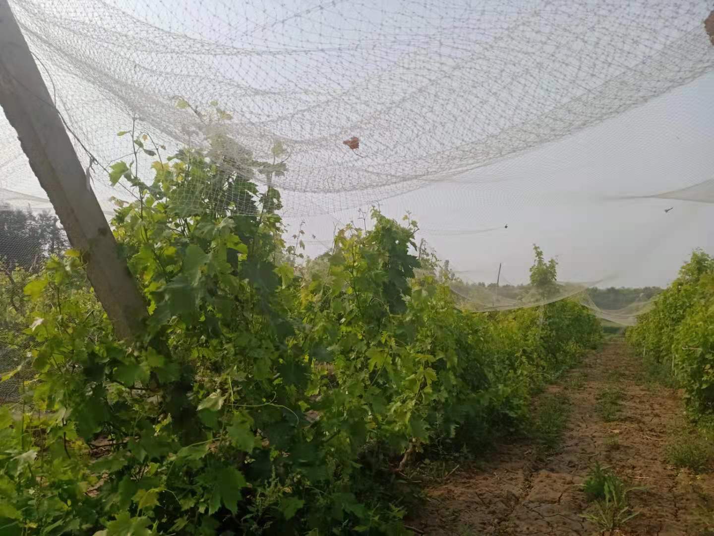 防雹網(wǎng)A果園防雹網(wǎng)A果園防雹網(wǎng)批發(fā)廠家A渭南果園防雹網(wǎng)批發(fā)廠家