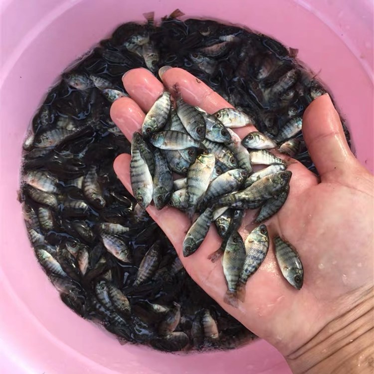 供應羅非魚苗仔水花苗批發(fā)【1-6公分魚苗價格】