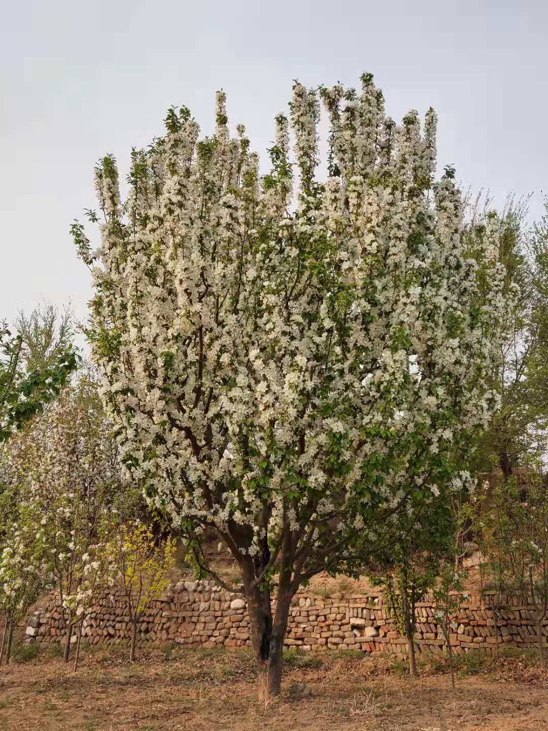 造型八棱海棠苗木,8公分八棱海棠價(jià)格,八棱海棠果批發(fā),培育種植基地,懷來