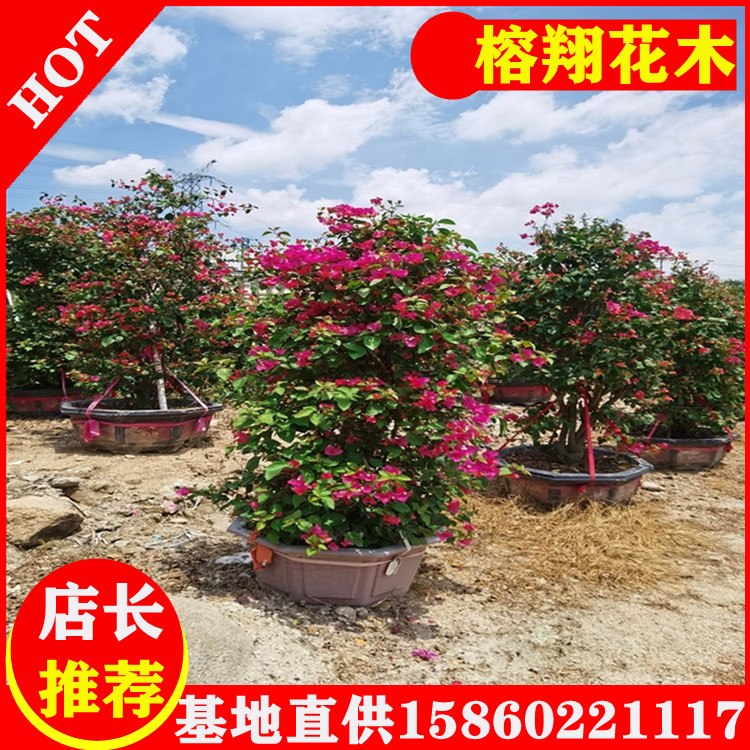 多色三角梅大盆苗基地批發(fā)貨源好500起