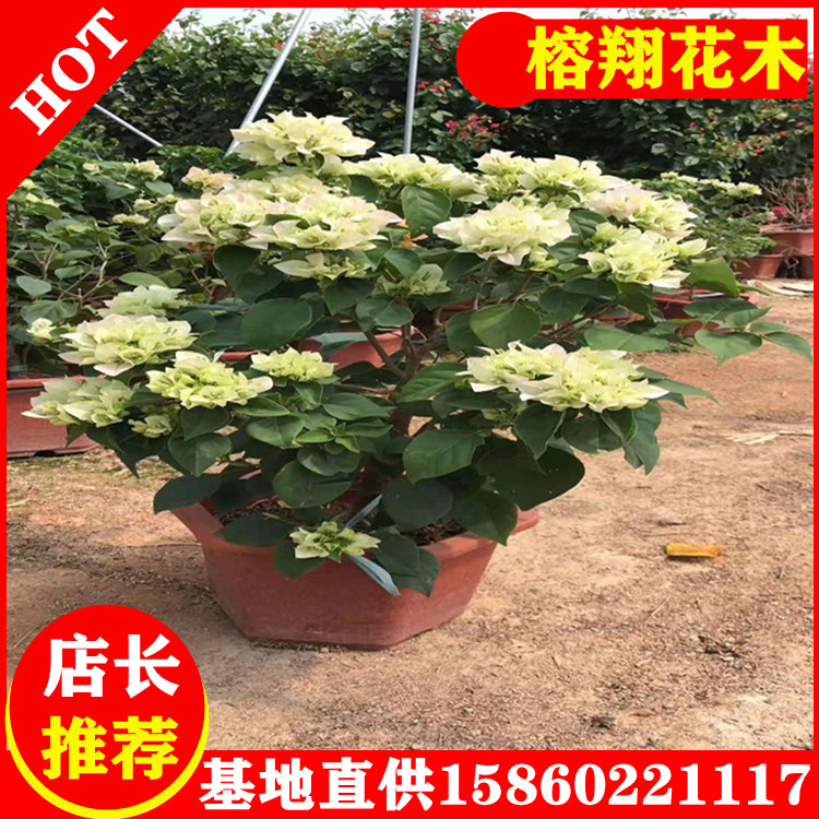 三角梅中盆粉色紅色各類顏色規(guī)格齊全